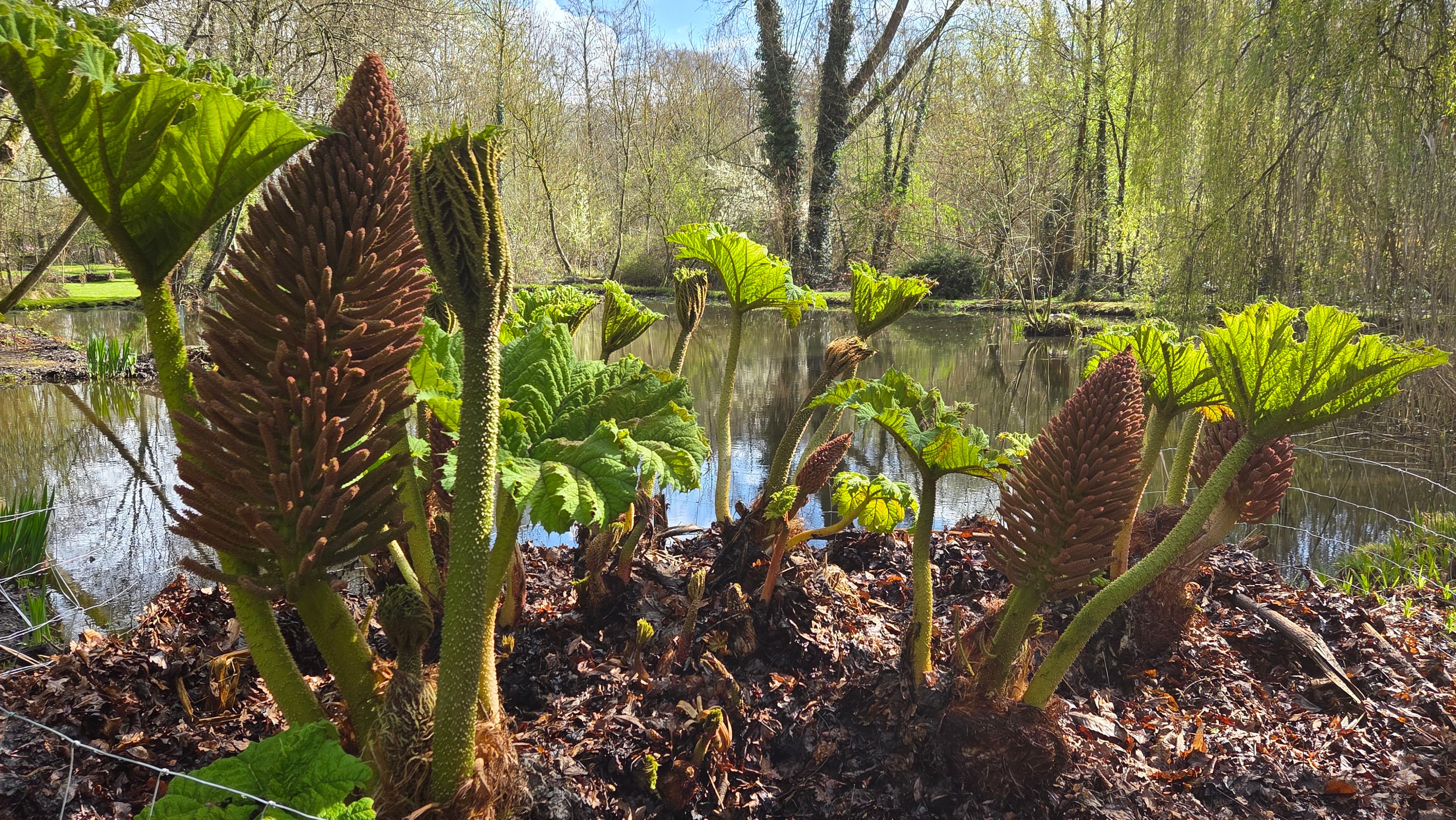 Les Etangs d'Hellébore — photo 2