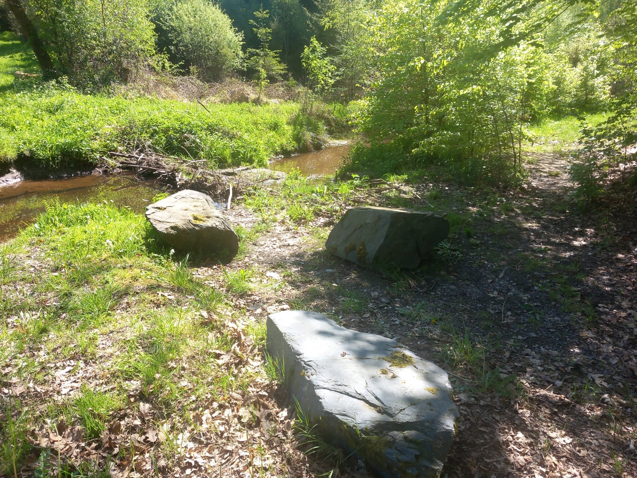 Clairière de Bois La Dame — photo 3